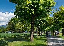 Eine von Bäumen gesäumte Fussgänger-Allee führt von der Bushaltestelle beim Eingang in das Herz des Bonstettenparks und zum nahgelegenen Naturschutzgebiet Gwattlischenmoos. (bei Klick vergrösserte Ansicht Bild)