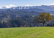 Grüne Wiesen, alte Bäume, dunkle Wälder und die Bergkette der sieben Hengste: das Emmental präsentiert sich von seiner schönsten Seite. (bei Klick vergrösserte Ansicht Bild)