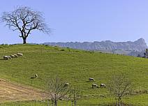 Landschaftsidylle pur: Weidende Kühe auf einer Wiese. In der Ferne ist die Bergkette mit Schrattenflue, Hengst und Schibengütsch zu sehen. (bei Klick vergrösserte Ansicht Bild)
