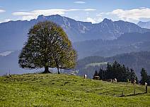 Der Blick schweift über Wiesen, Bäume hin zum mächtigen Hohgantmassiv. (bei Klick vergrösserte Ansicht Bild)